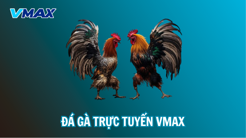 Đá gà trưc tuyến VMAX